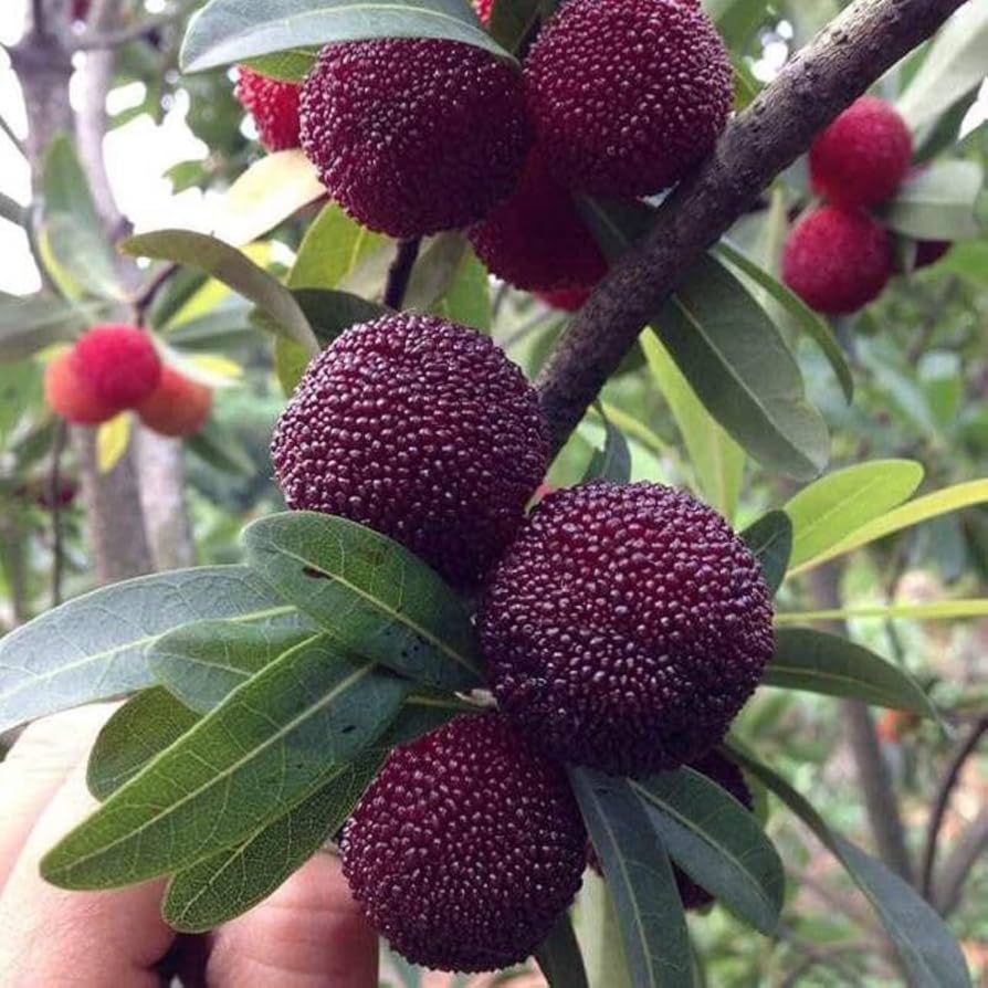 Exotic Arbutus tree seeds for landscape and home gardens