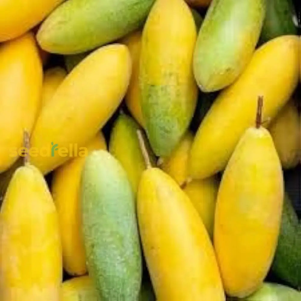 Exotic Banana Passion Fruit Seeds for Home Garden