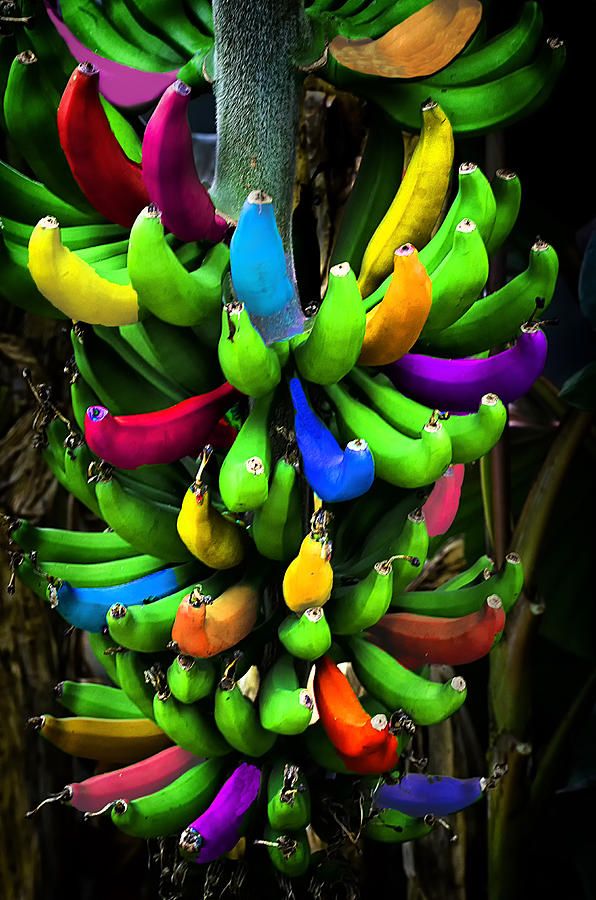 Exotic banana seeds variety pack for home garden cultivation