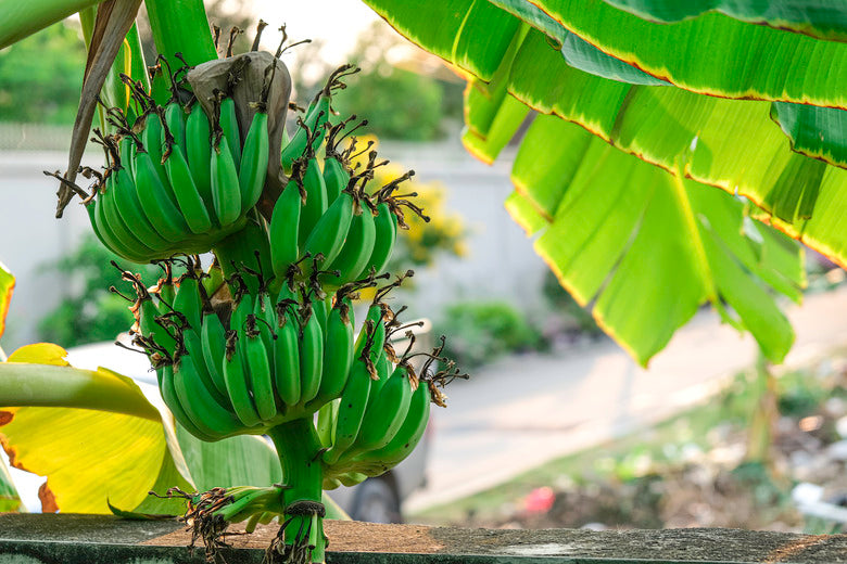 Exotic banana seeds for tropical landscaping