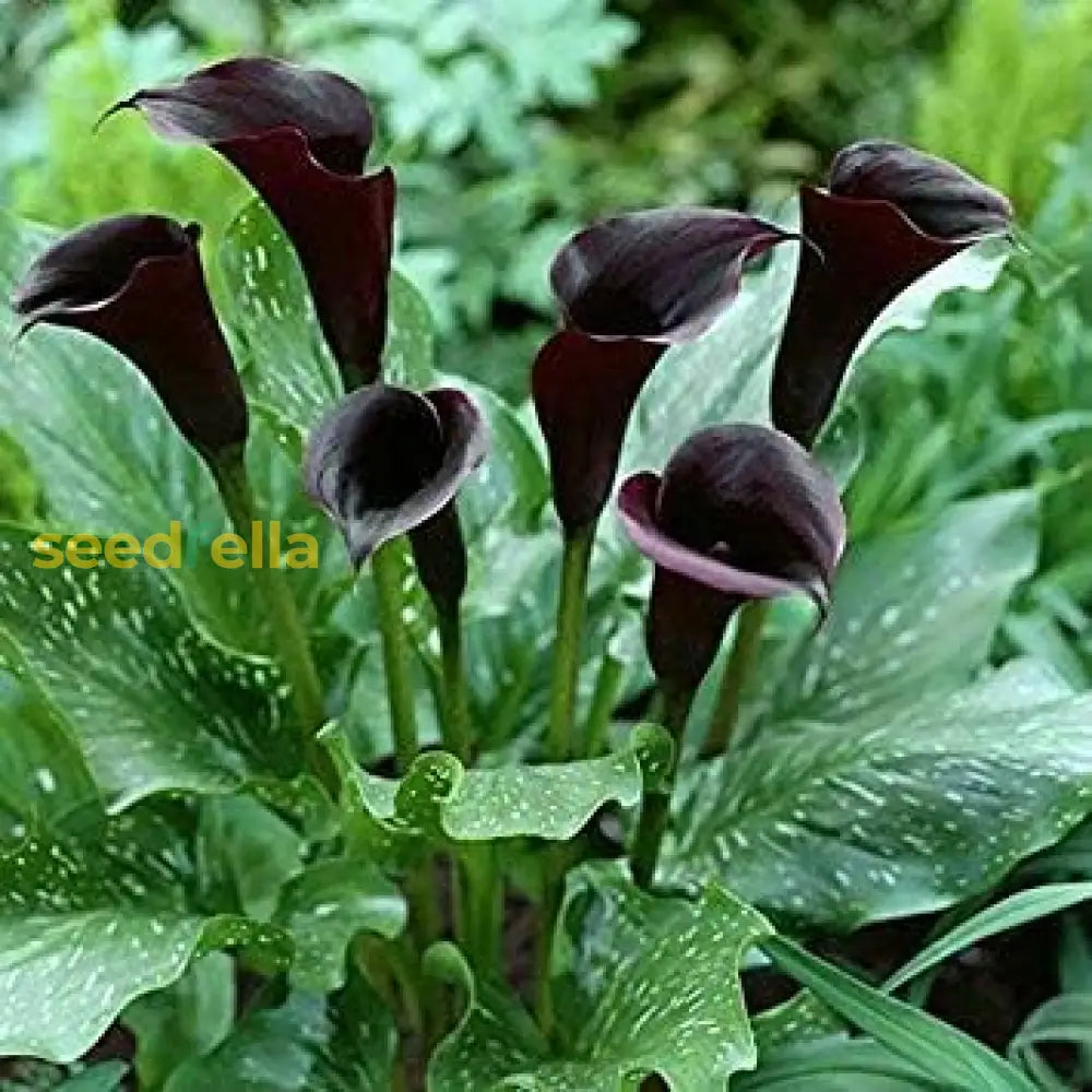 Exotic Black Calla Seeds  Perfect For Spring Planting Flower