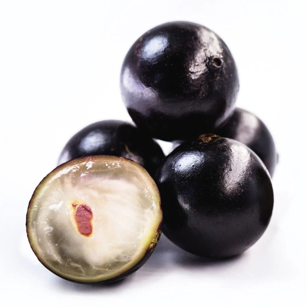 Exotic black Jabuticaba seeds for home and outdoor gardening