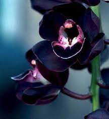 Close-up of Black Orchid petals