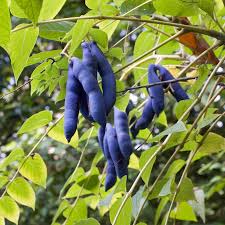Exotic blue fruit tree seeds for unique home garden landscaping