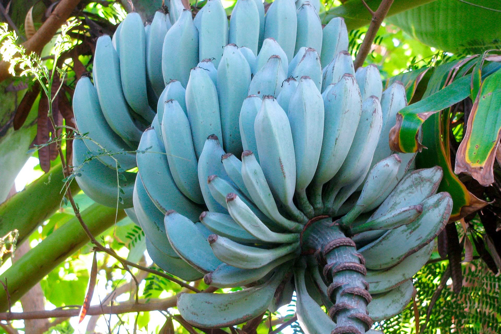 Exotic Blue Java Banana Seeds for Tropical Gardening