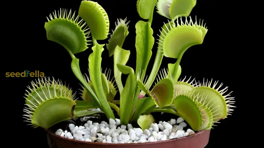 Exotic Carnivorous Plant Seeds - Perfect For Easy Planting Seeds