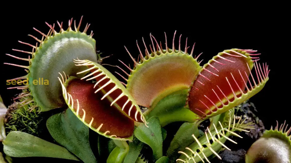 Exotic Carnivorous Plant Seeds - Perfect For Easy Planting Seeds