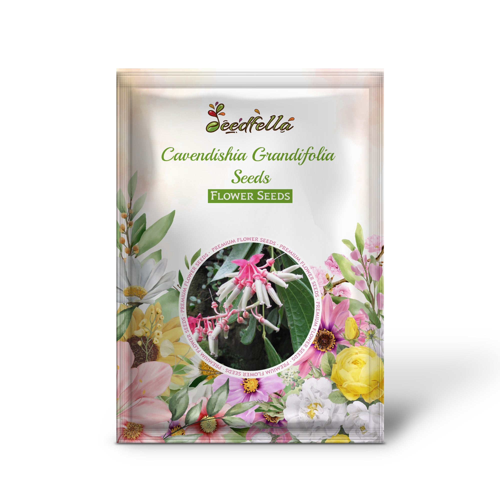 Exotic Cavendishia Grandifolia Blooms in Garden