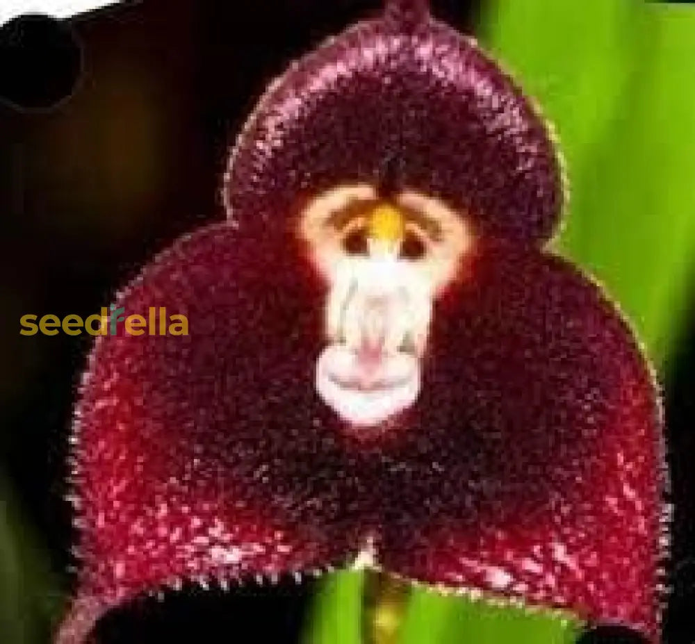 Exotic Dark Red Monkey Face Orchid Seeds For Gardens Tree