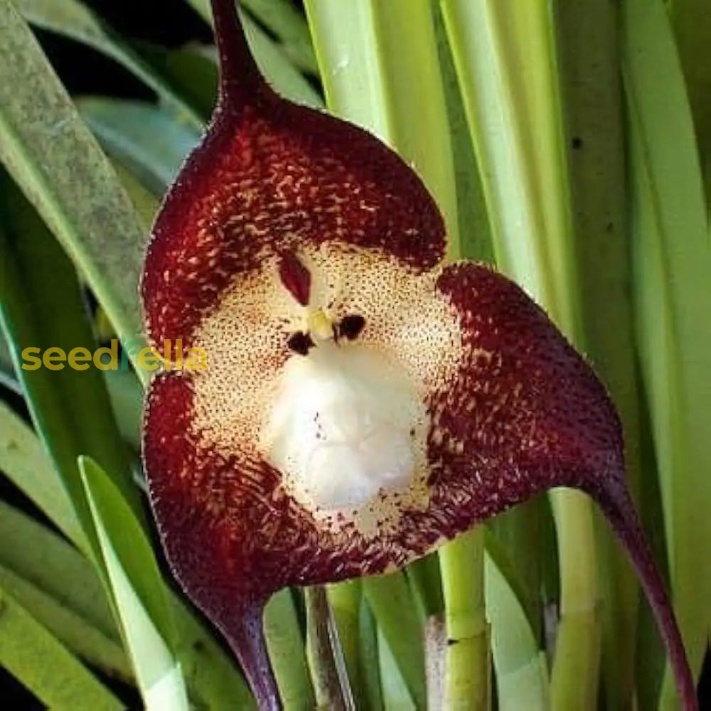 Exotic Dark Red Monkey Face Orchid Seeds For Gardens Tree