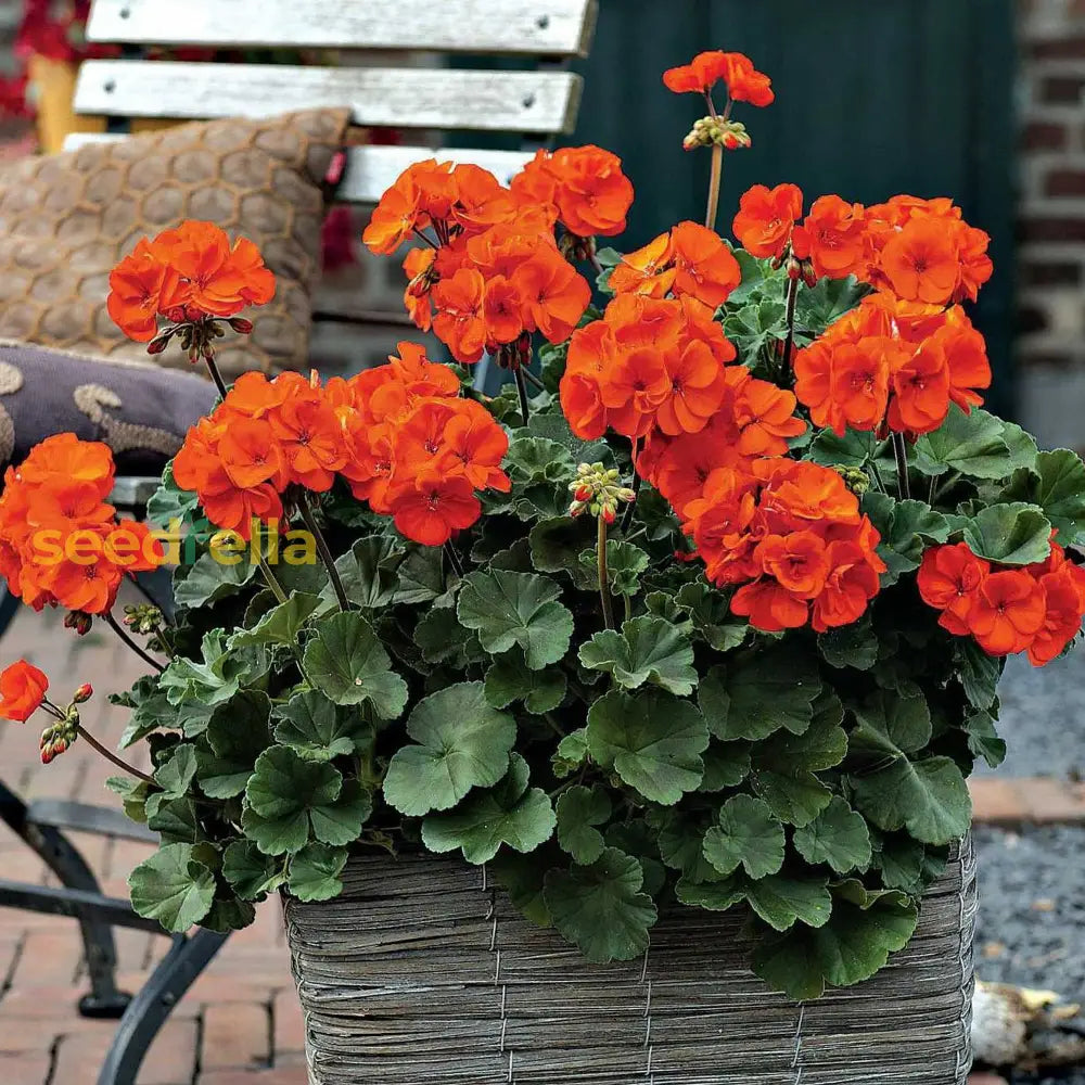 Exotic Elegance: Orange Geranium Flower Seeds For Vibrant Planting