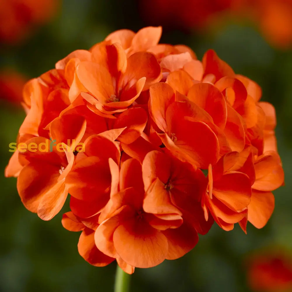 Exotic Elegance: Orange Geranium Flower Seeds For Vibrant Planting