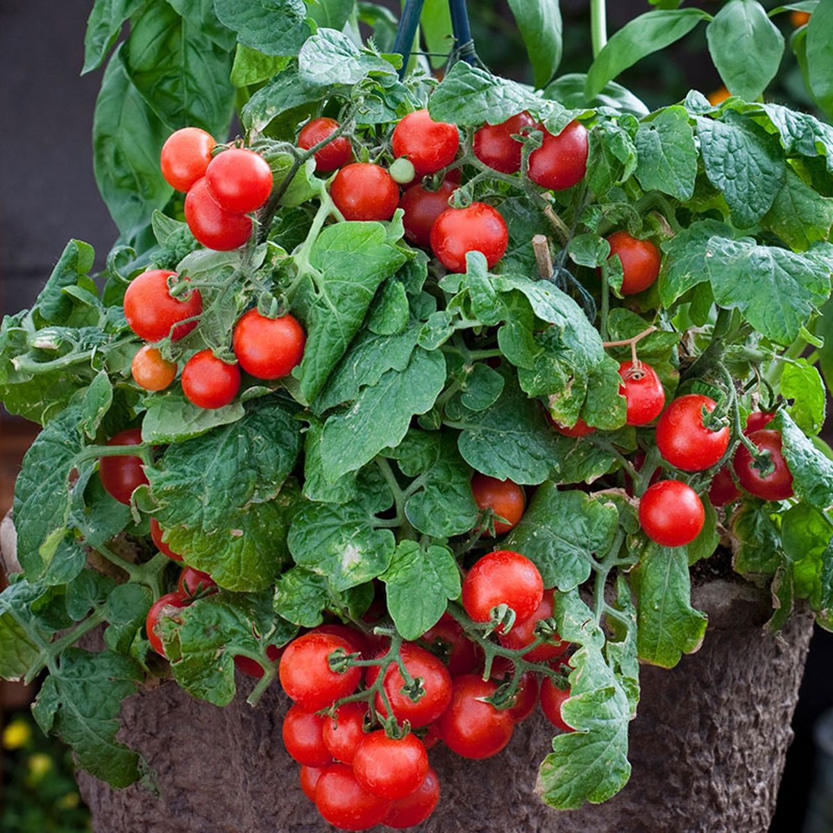 Exotic Flavor Cherry Tomato Seeds for Planting and Gardening