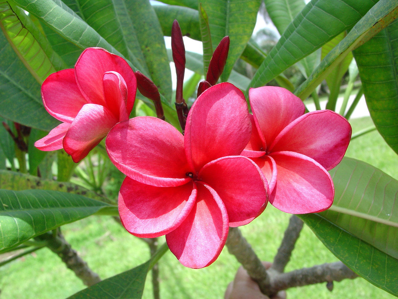 Exotic Frangipani Plant Seeds – Non-GMO Tropical Flower Seeds