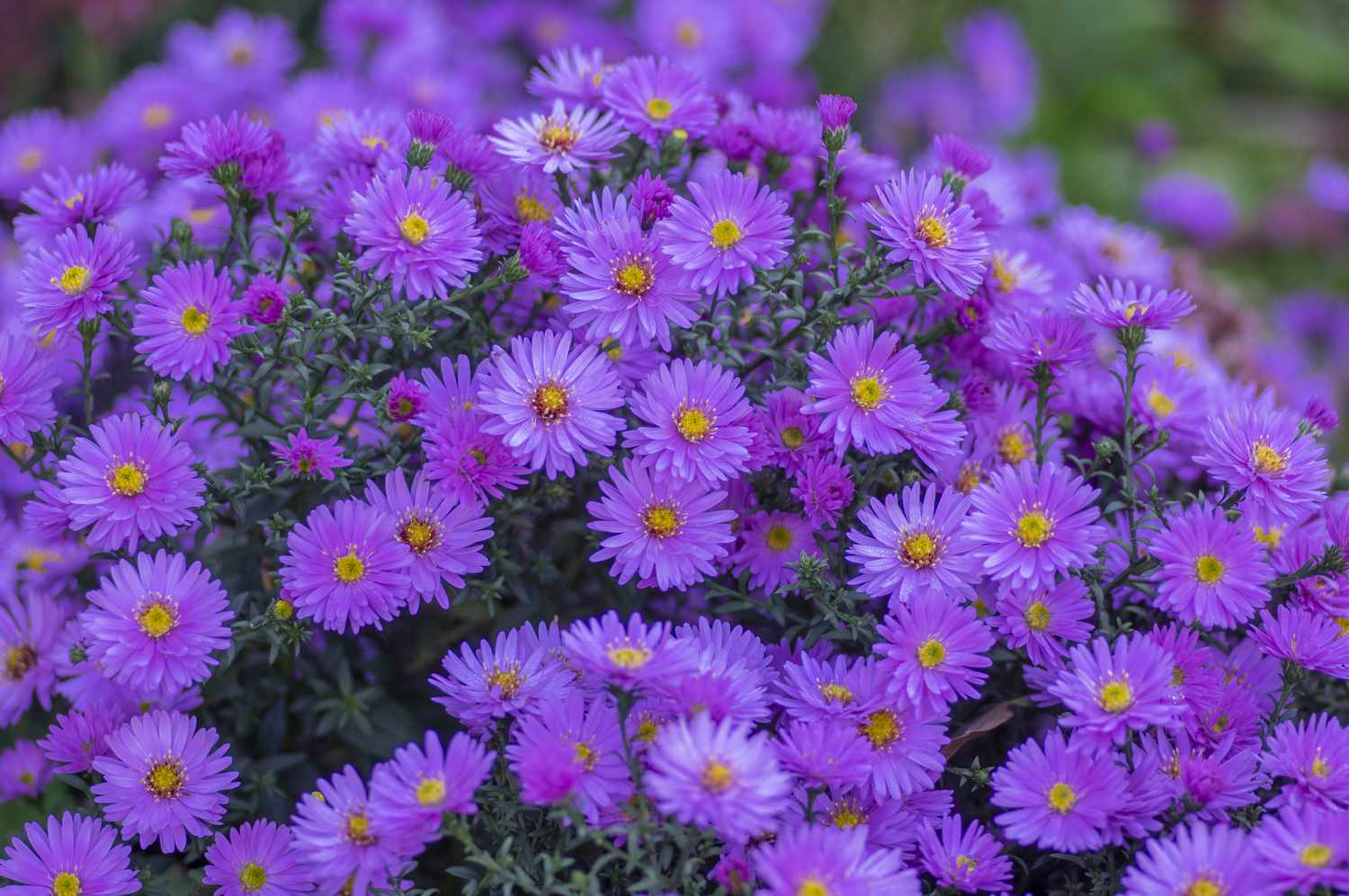 Bold Purple Aster Flowers for Garden Displays

