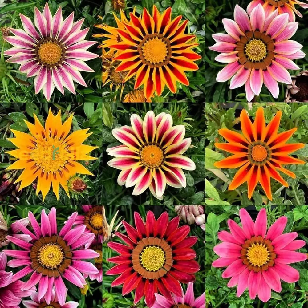 Exotic Gazania Flower Seeds For Planting  Brighten Your Garden!