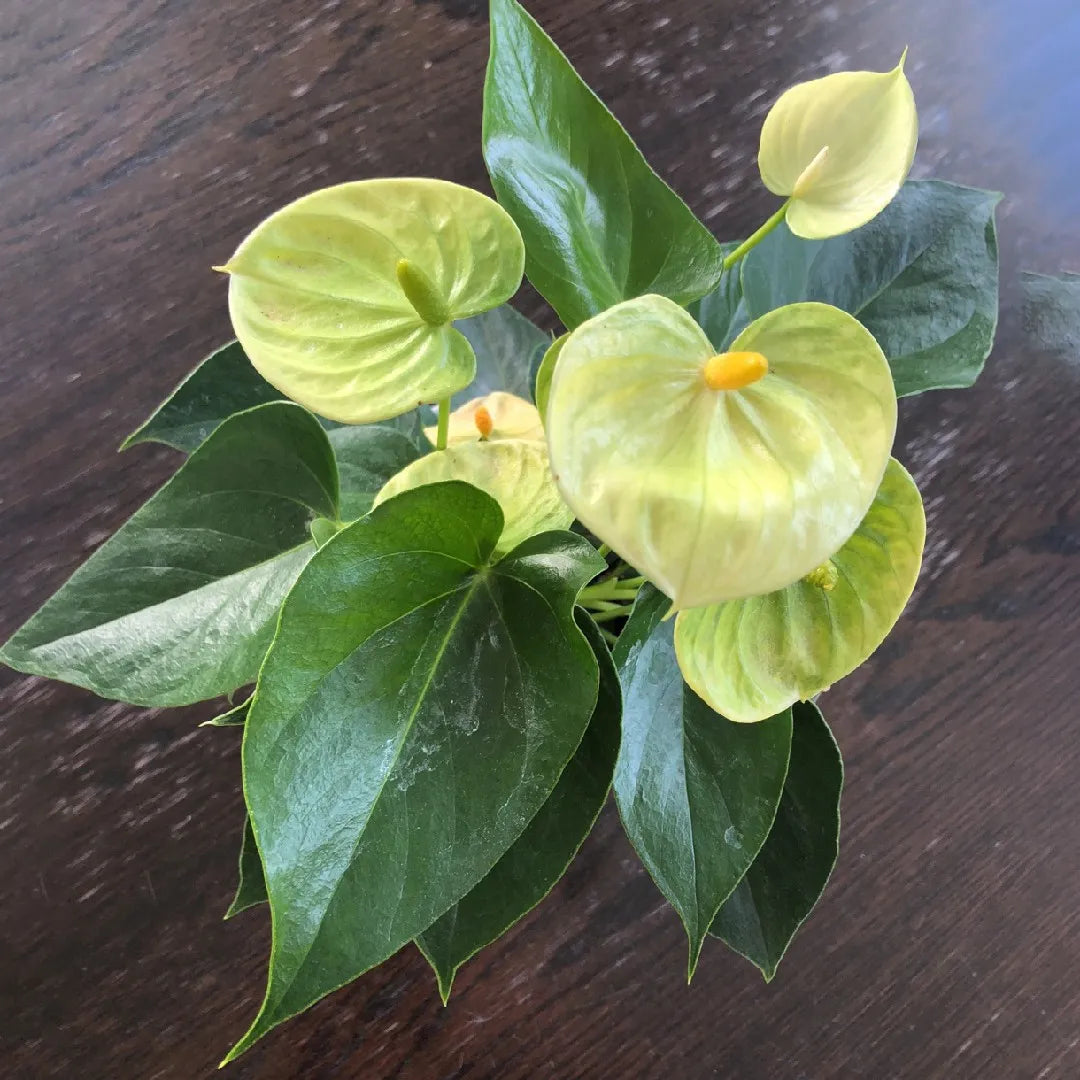Exotic Green Anthurium Blooms for Garden Decoration