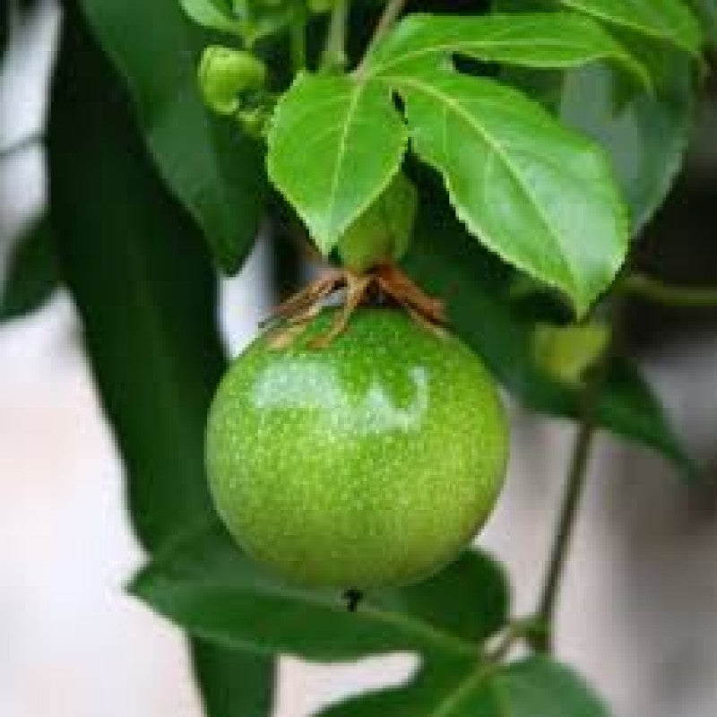Exotic green passion fruit seeds for outdoor and indoor gardens