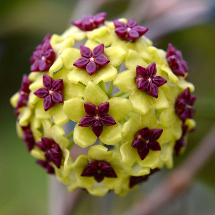 Exotic Hoya Flower Seeds for Planting
