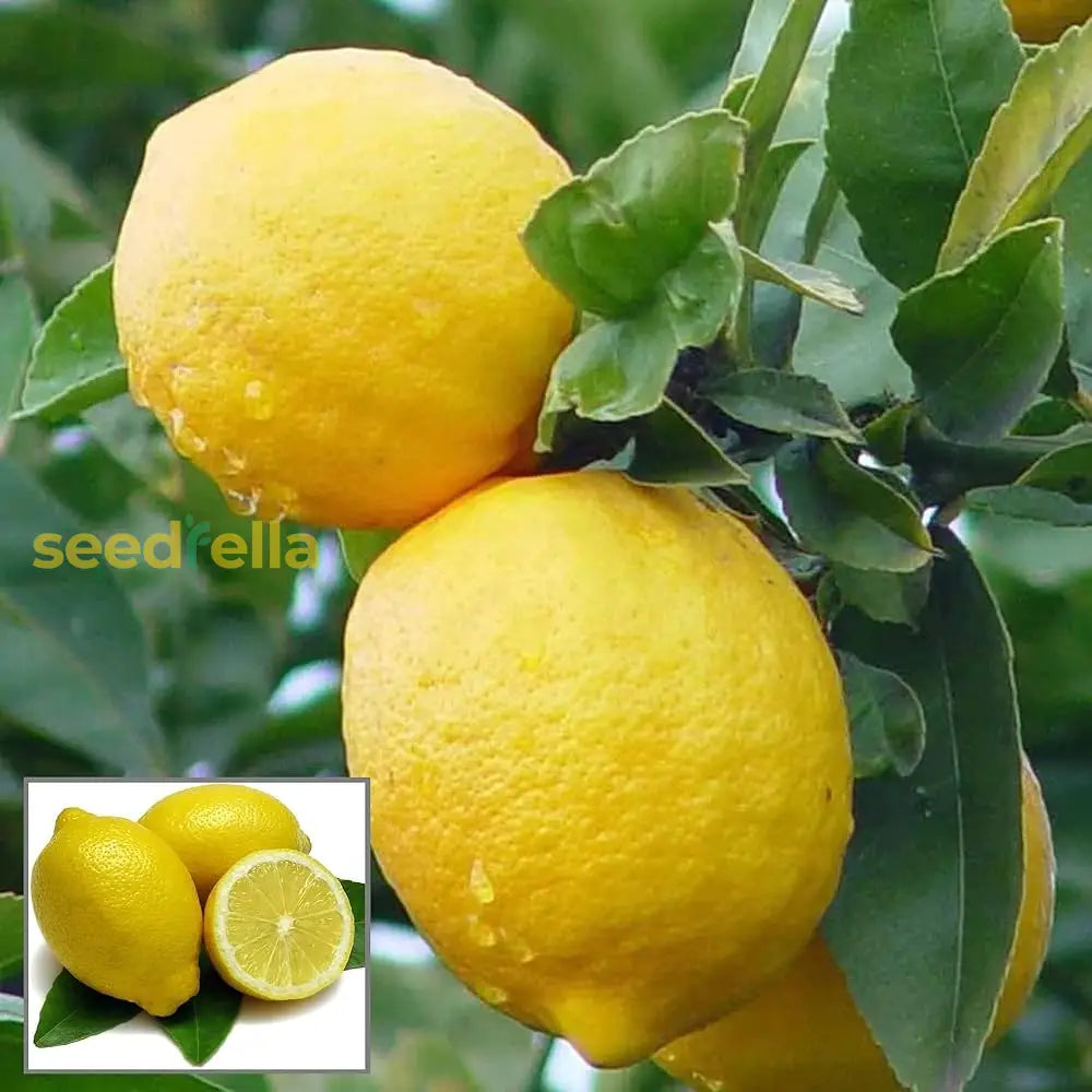 Exotic Lemon Seeds for Home Gardening