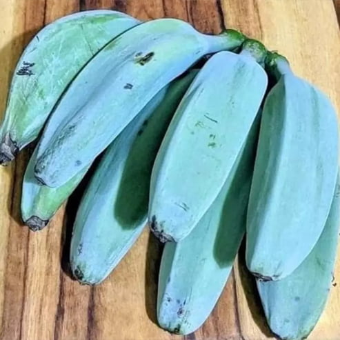 Exotic light blue banana plant seeds for indoor and outdoor gardens