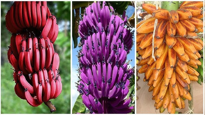Exotic light purple banana seeds for home and greenhouse planting