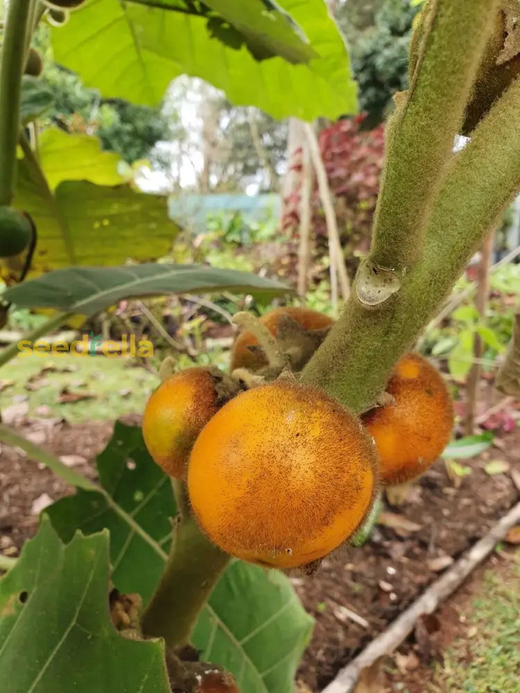 Exotic Lulo Fruit Seeds for Home Garden