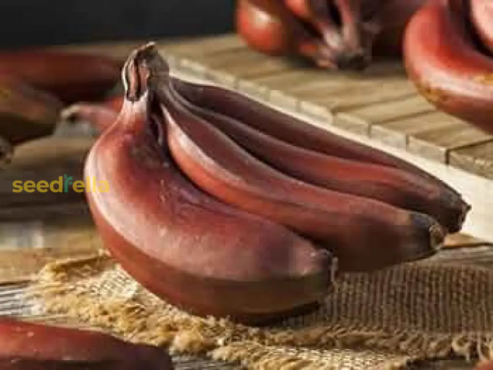 Exotic Maroon Red Banana Seeds for Tropical Gardening