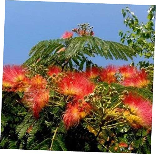 Exotic Orange Albizia Tree Seeds for Garden Planting