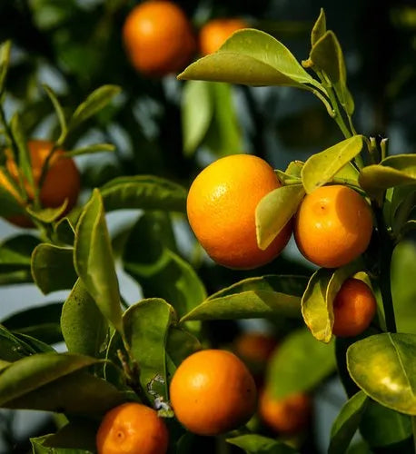 Exotic Orange Tree Growing in Garden, Healthy Tree with Vibrant Orange Fruit