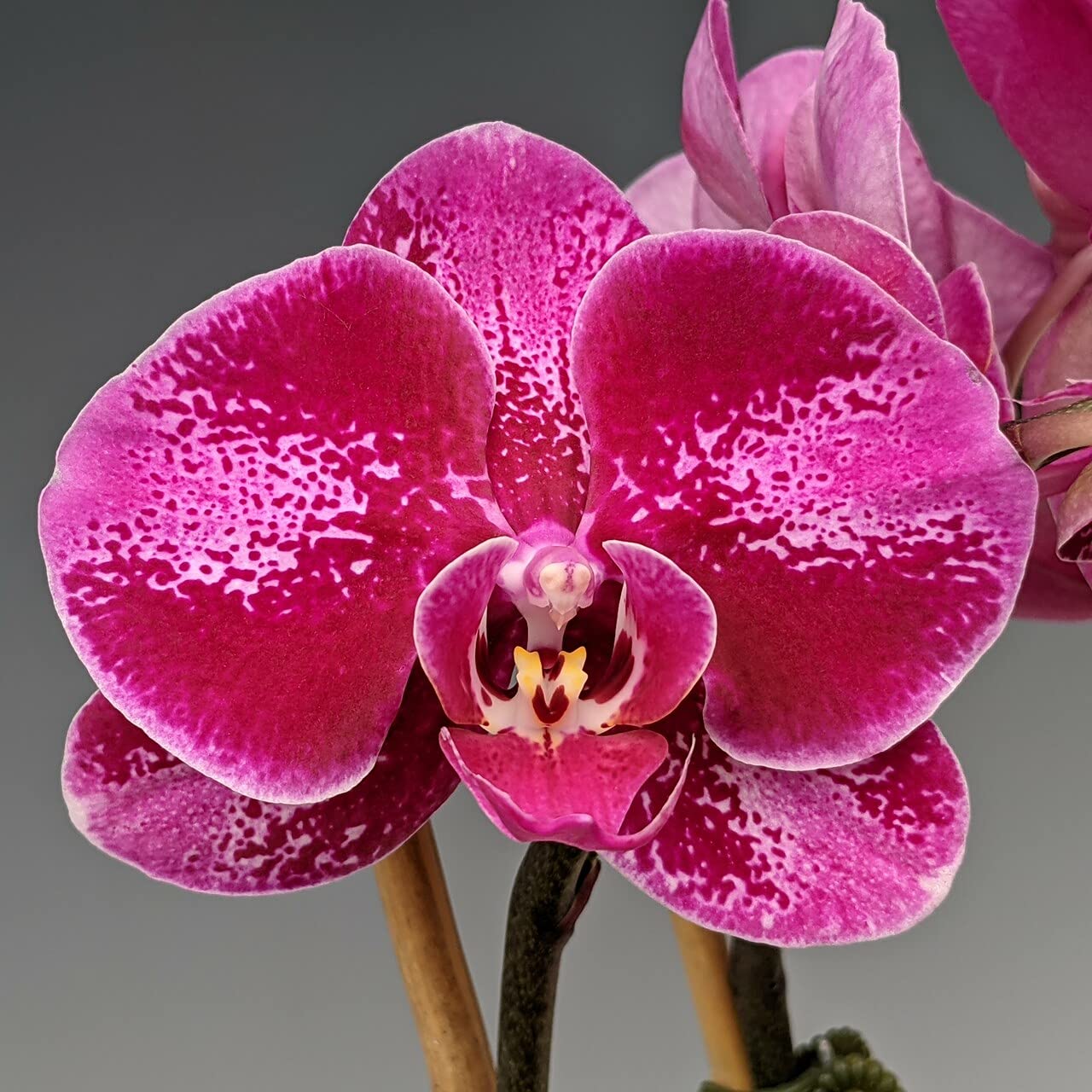 Exotic Dark Pink Phalaenopsis Orchid in Bloom