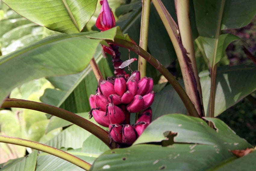 Exotic pink banana seeds for ornamental and edible plants