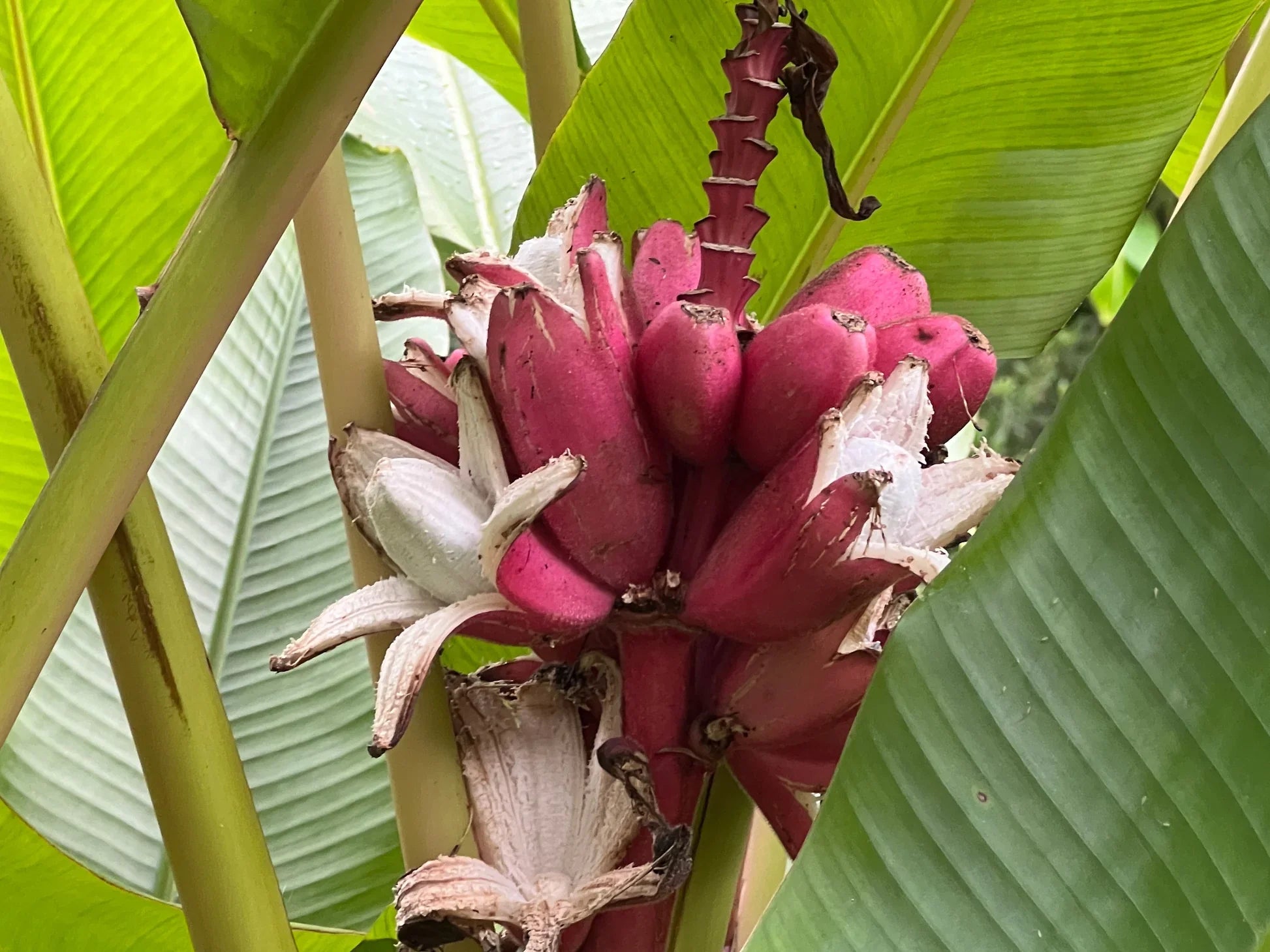 Exotic pink banana seeds for ornamental and edible use