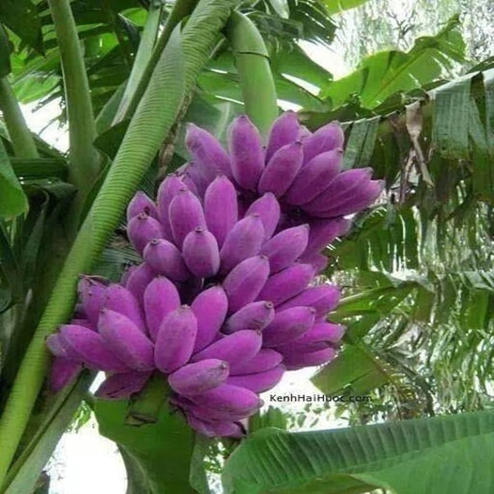 Exotic Purple Banana Seeds for Tropical Gardening