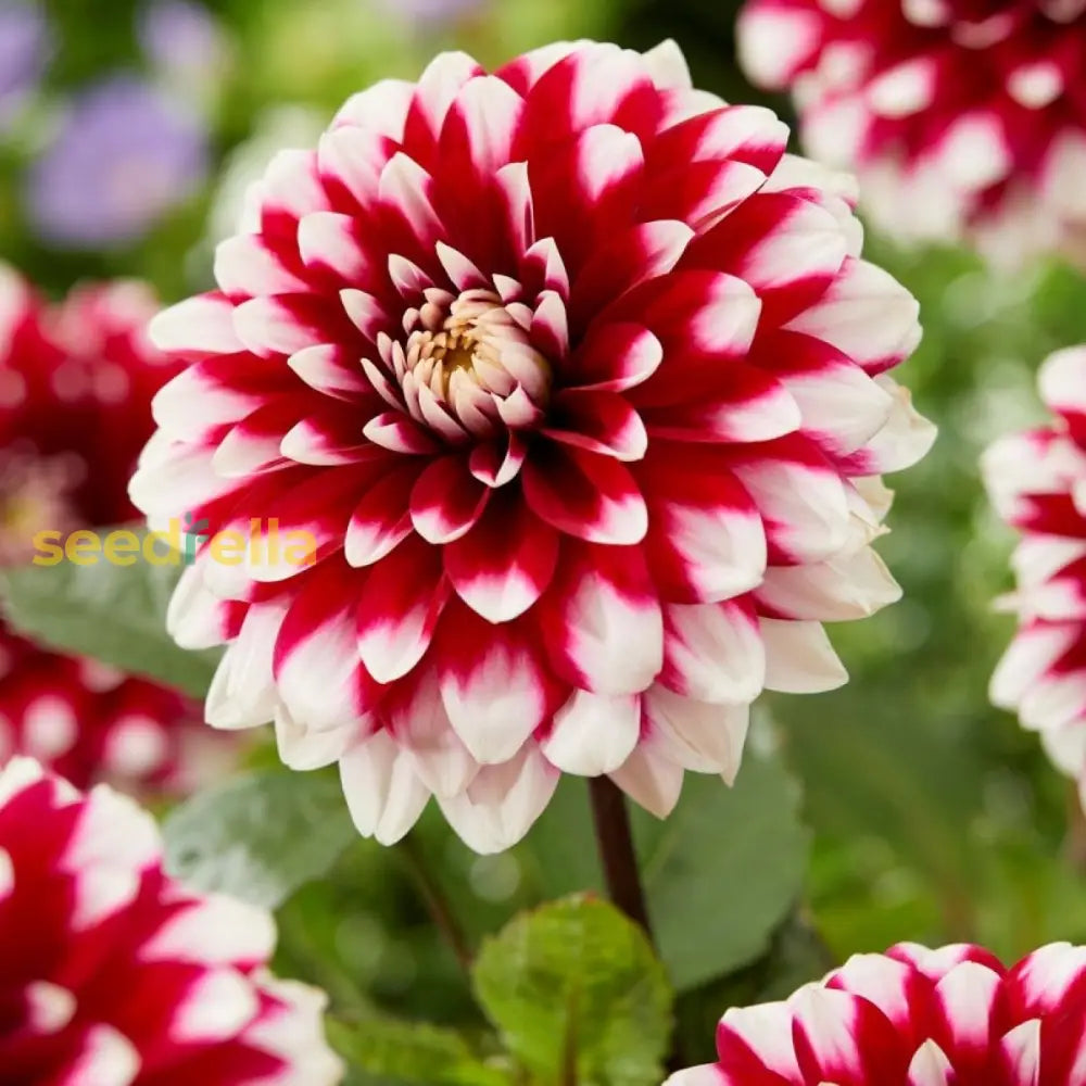 Exotic Red And White Dahlia Flower Seeds For Vibrant Planting