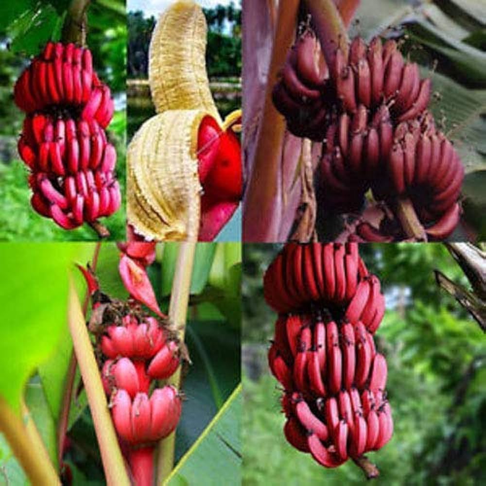 Exotic red banana fruit seeds for indoor and outdoor planting