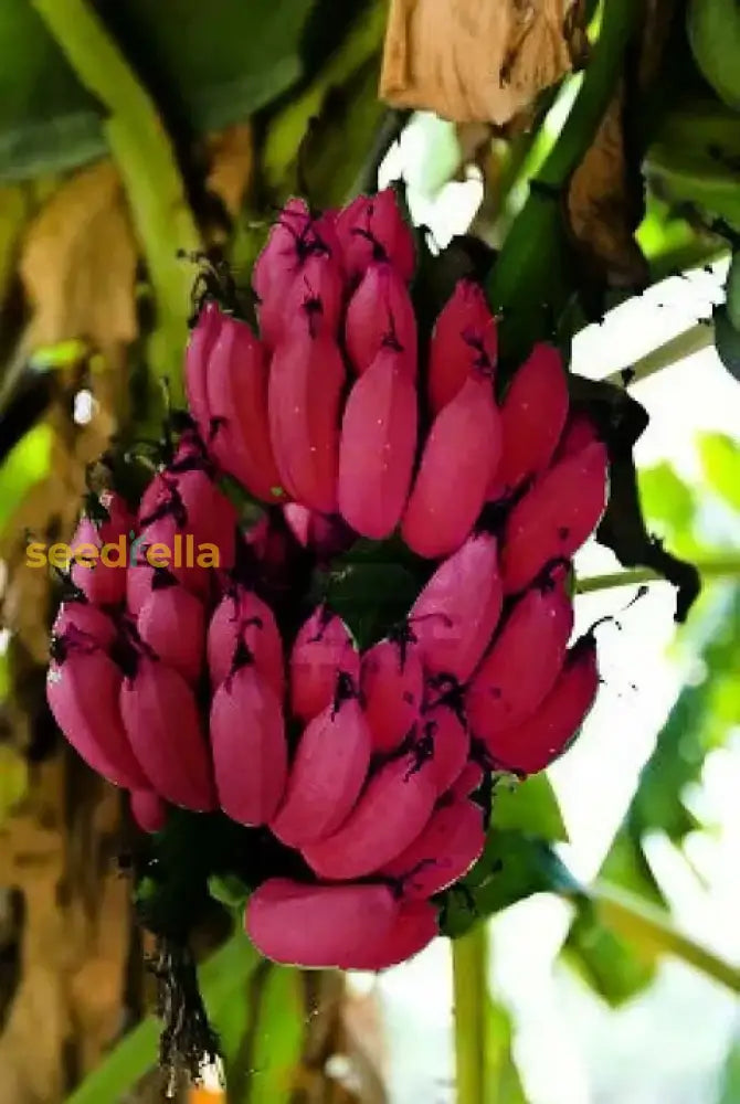 Exotic Red Banana Seeds for Tropical Plant Lovers