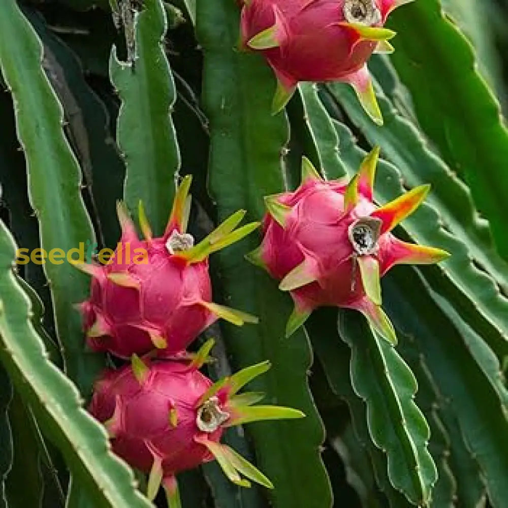 Exotic Red Pitaya Seeds for Tropical Plant Lovers
