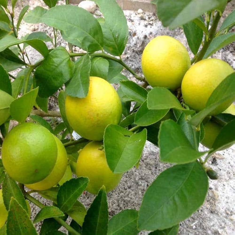 Exotic red yellow lemon variety seeds for tropical citrus gardens