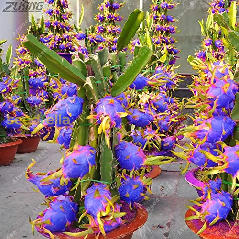 Exotic Sky Blue Pitaya Seeds for Tropical Gardening