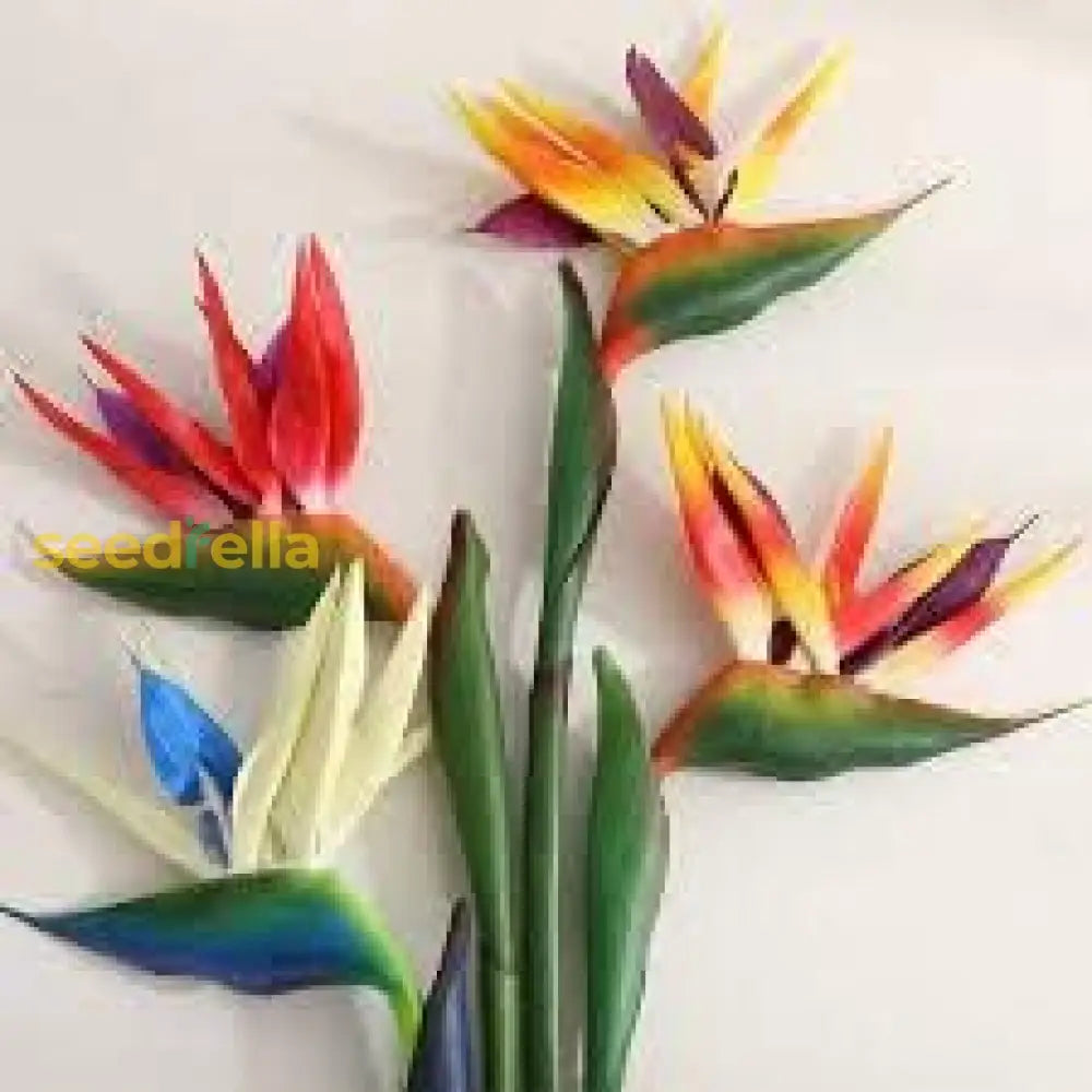 Exotic Strelitzia Flower Seeds Mix For Planting