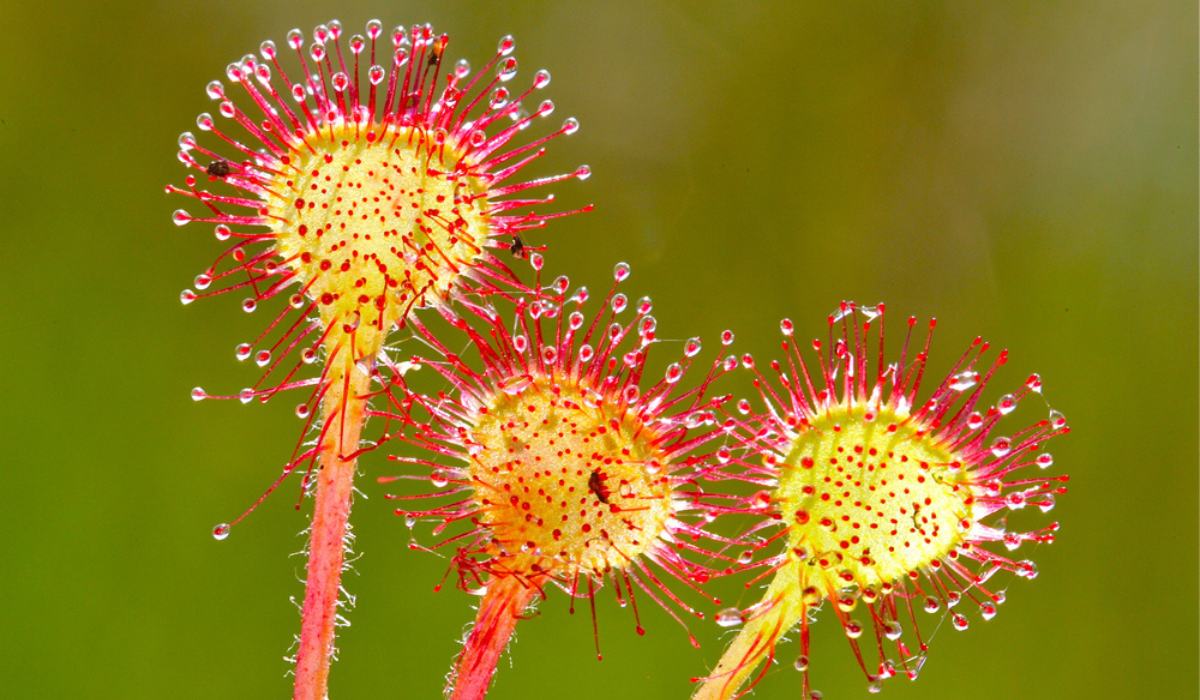 Exotic Red and Yellow Sundew Plants