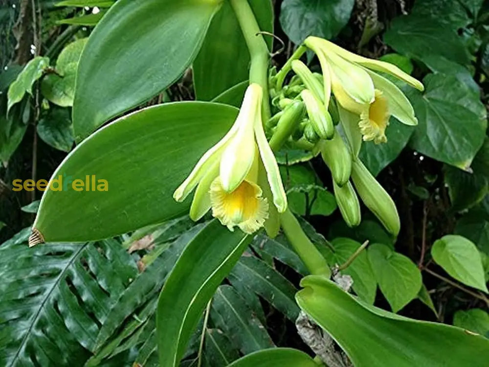 Exotic Vanilla Bean Plant Seeds For Growing Your Own Aromatic Flavor