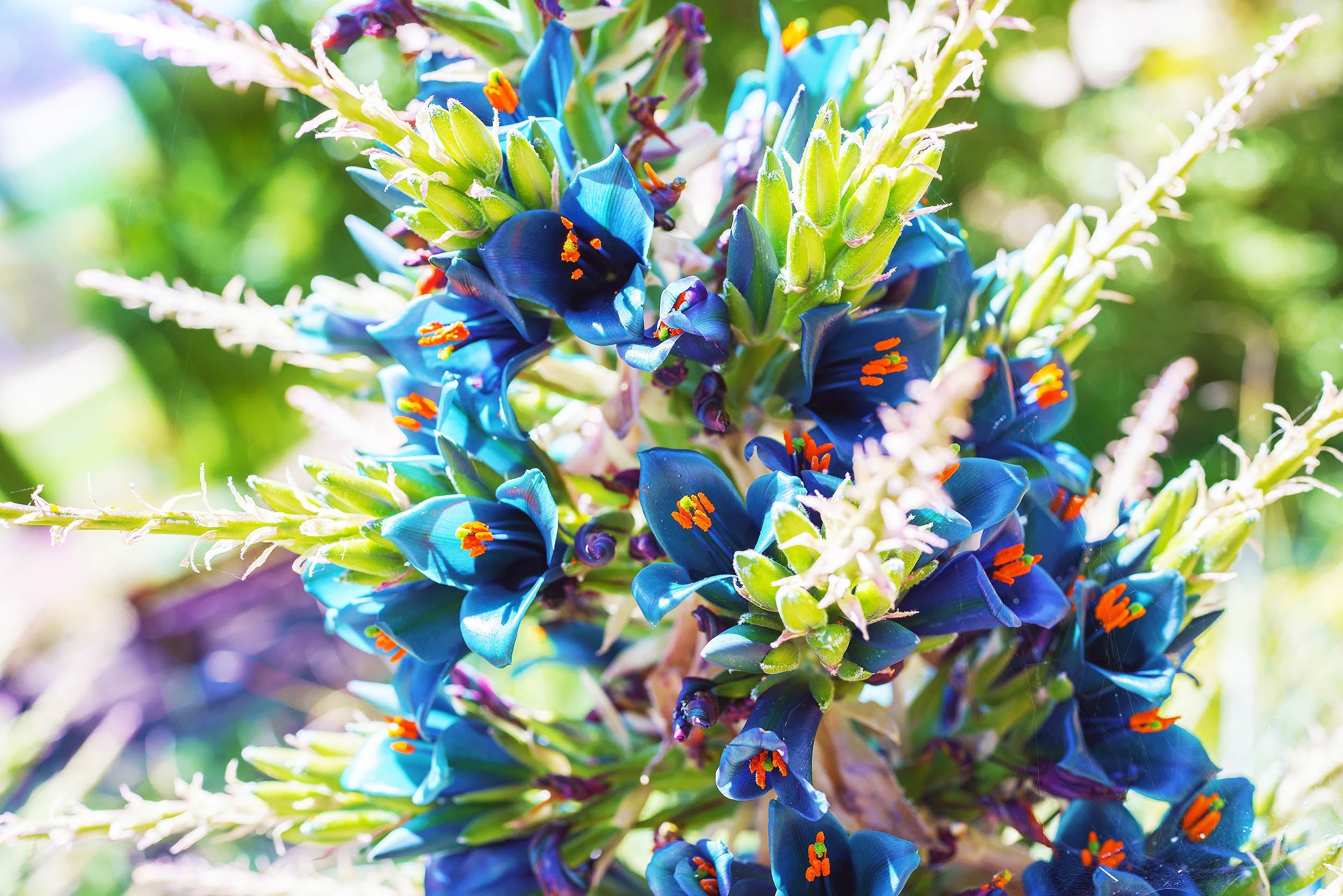 Exotic Violet Sapphire Tower Plant Seeds – Tall Flowering Variety