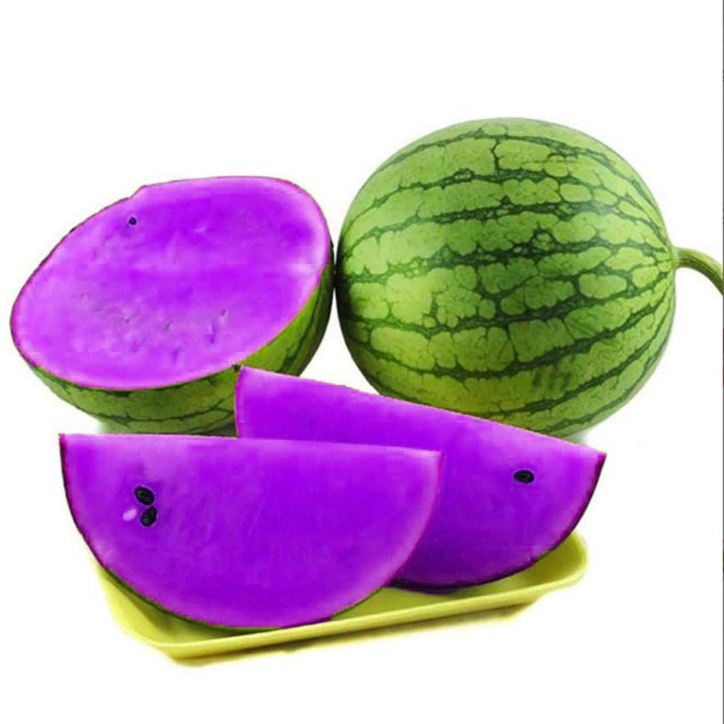 Violet Watermelon Plants Growing in Garden, Healthy Vines with Striking Violet Melons