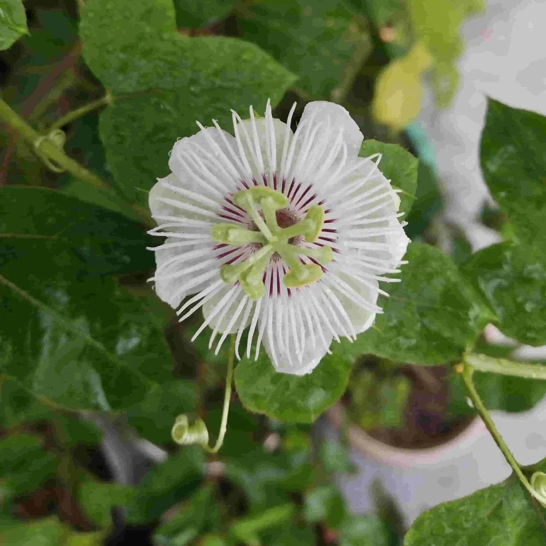Exotic White Passion Flower Blooms for Tropical Gardens