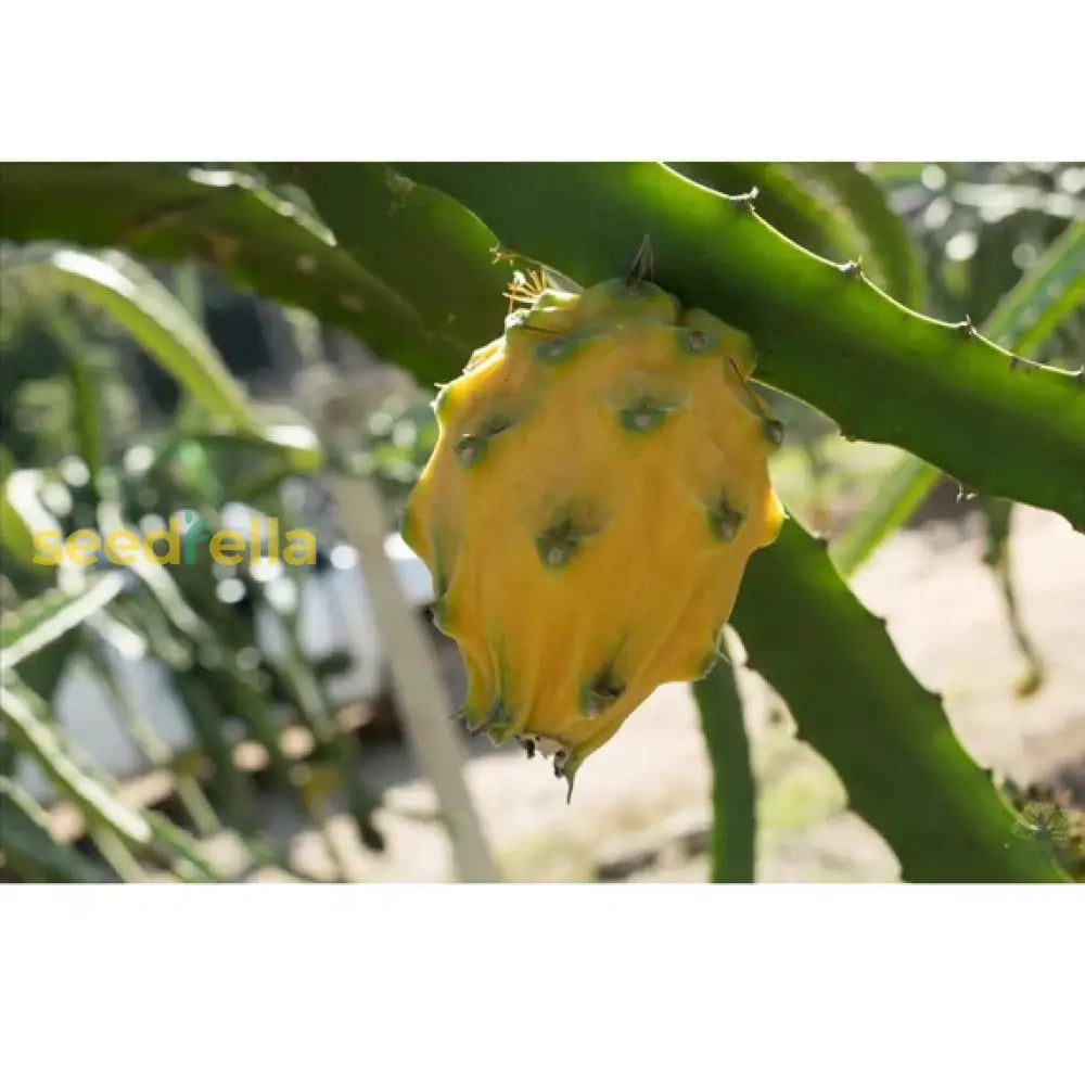 Exotic Yellow Pitaya Seeds for Tropical Gardening