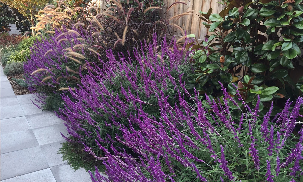 Lavender Barbara Flower seeds for Planting - Colorful Display, Heirloom & GMO Free Seeds for Home Garden
 
 Sale seeds for planting in home garden
