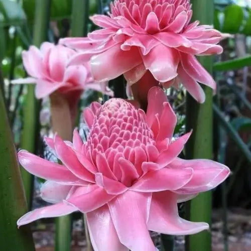 Pink Torch Ginger Flower seeds for Planting - Pollinator Friendly, Heirloom & GMO Free Seeds for Home Garden
 
 Sale seeds for home garden