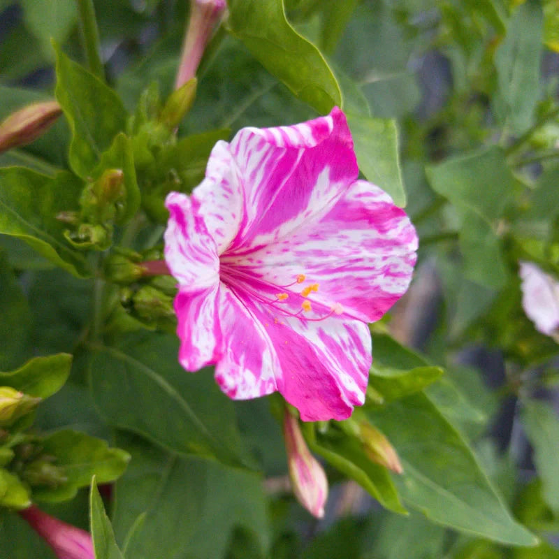 Pink & White Mirabilis Flower Seeds For Easy Planting